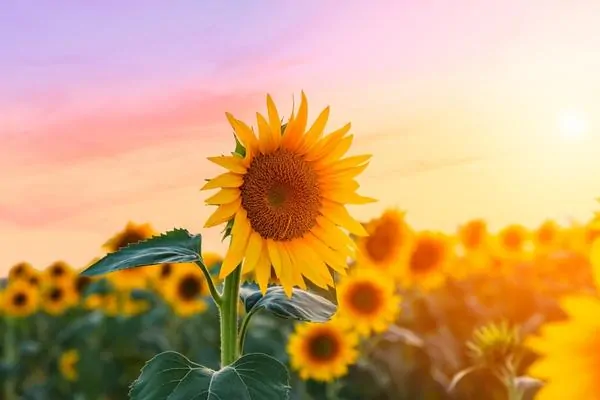 Recomendaciones para ejercitar nuestra Mente Positiva